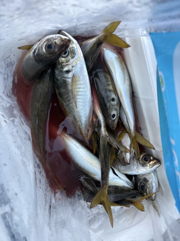 釣果写真