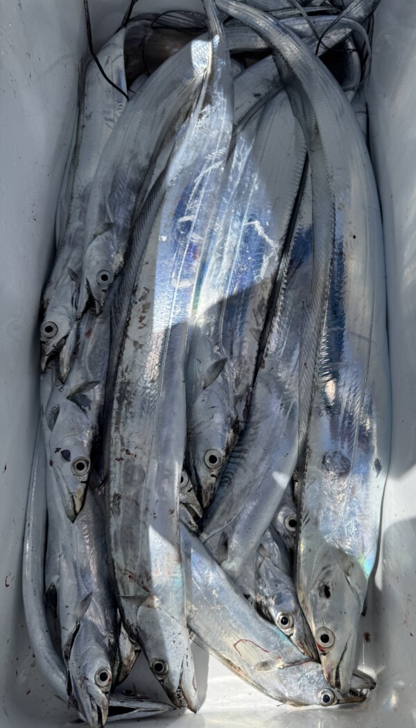 釣果写真
