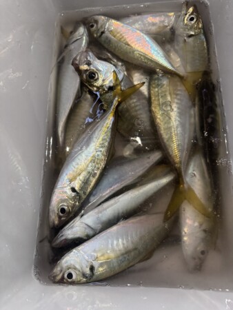 釣果写真