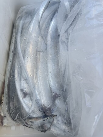 釣果写真