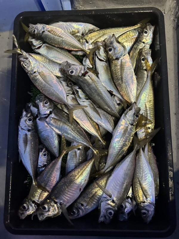 釣果写真
