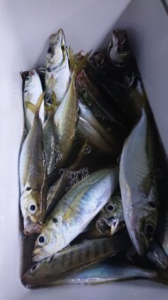 釣果写真