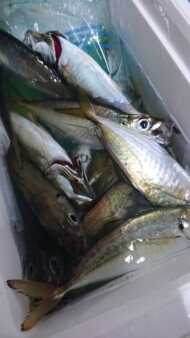 釣果写真