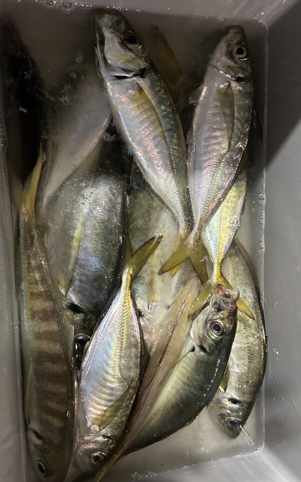 釣果写真