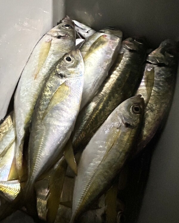 釣果写真