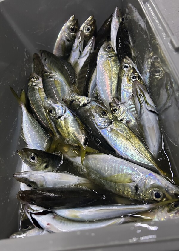釣果写真