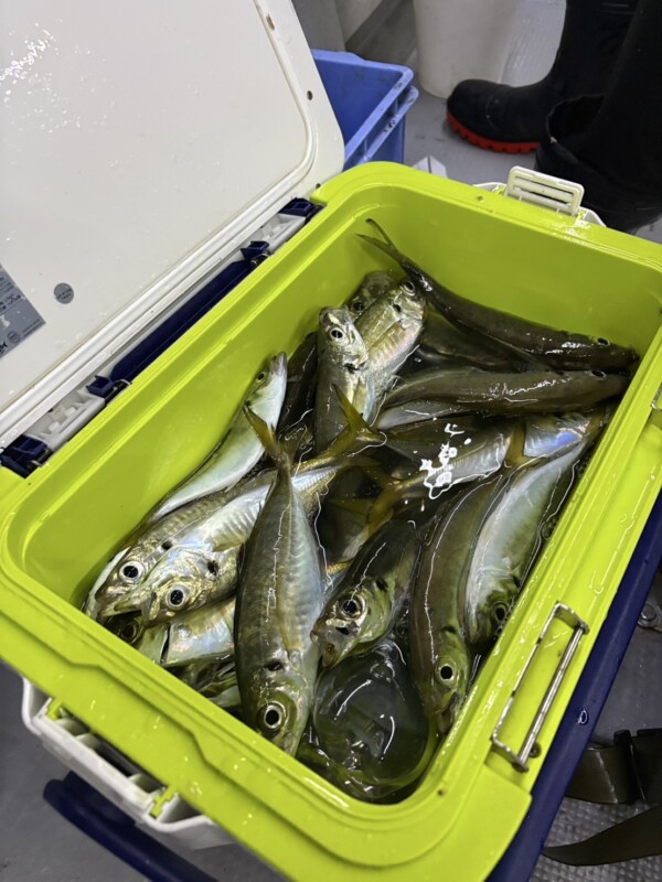 釣果写真