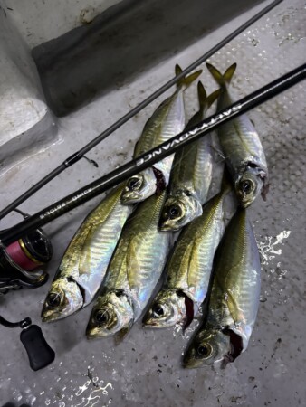 釣果写真