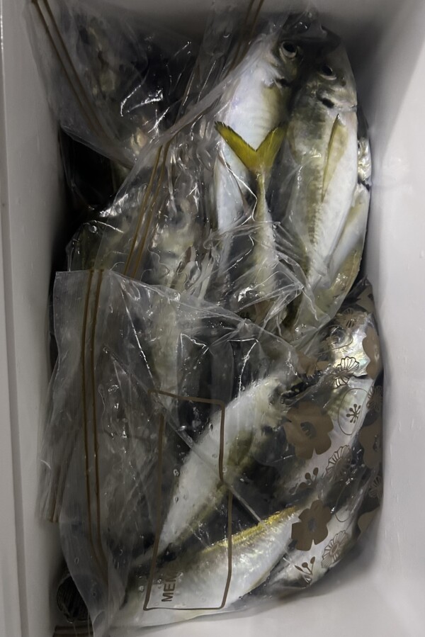 釣果写真