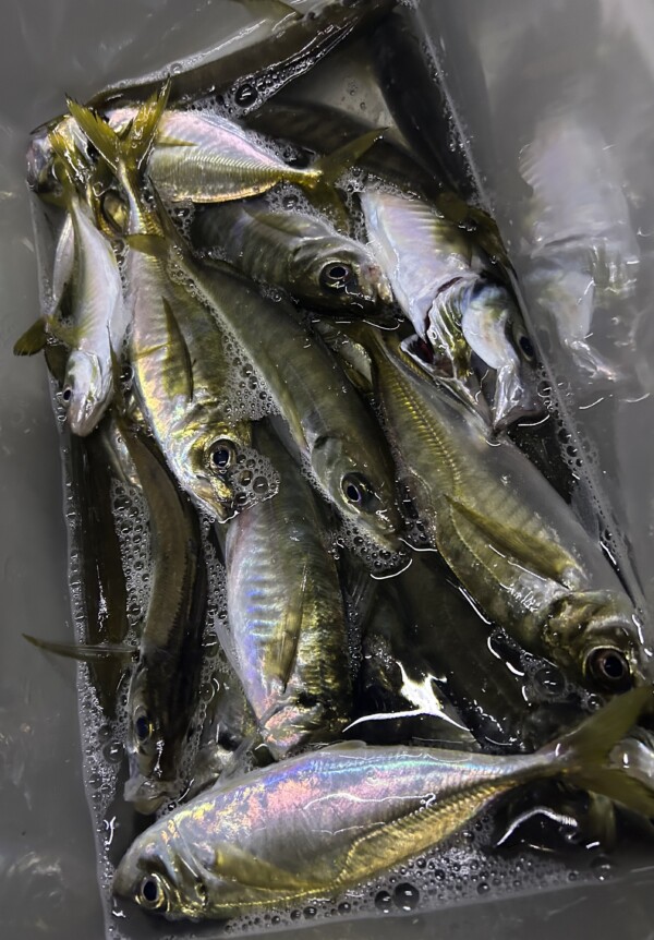 釣果写真