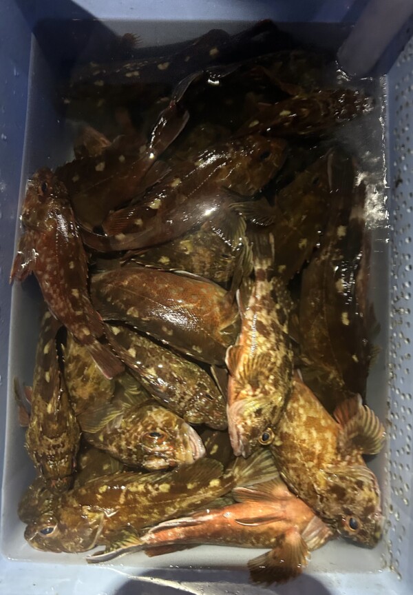 釣果写真
