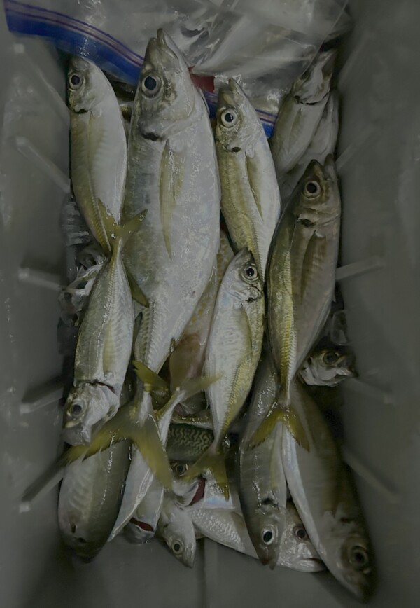 釣果写真