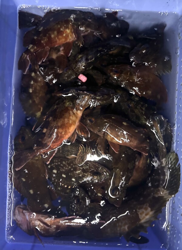 釣果写真