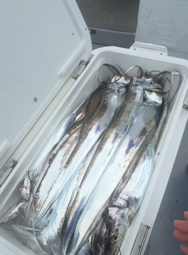 釣果写真