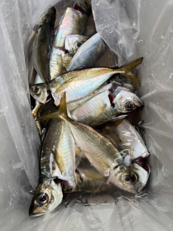 釣果写真