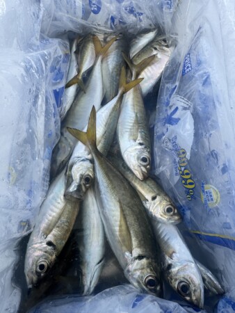 釣果写真