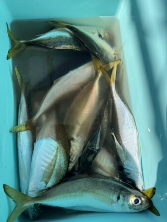 釣果写真