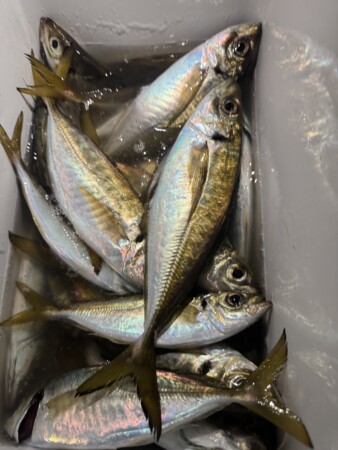 釣果写真