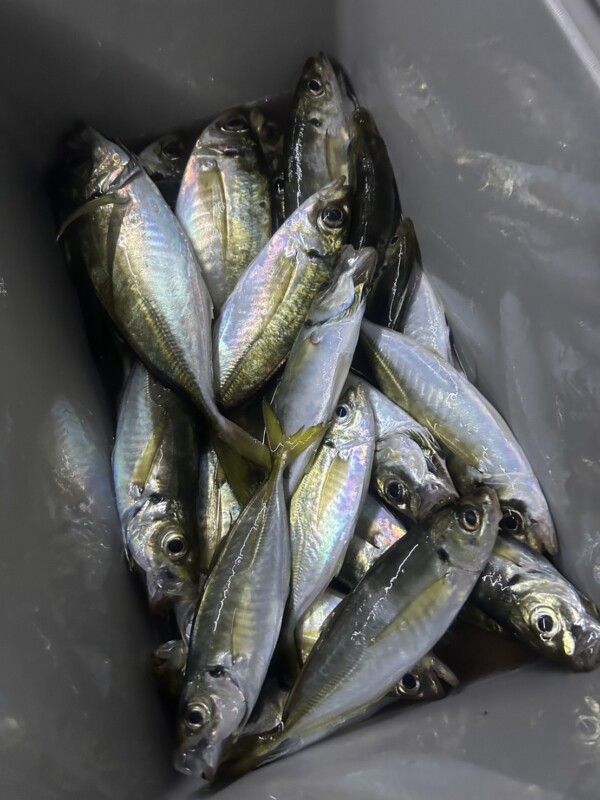釣果写真