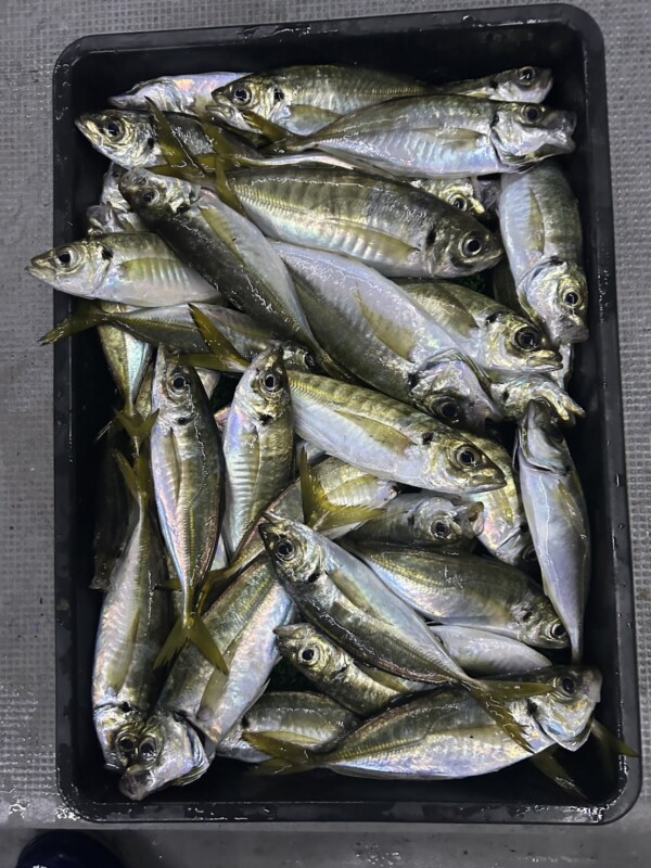 釣果写真