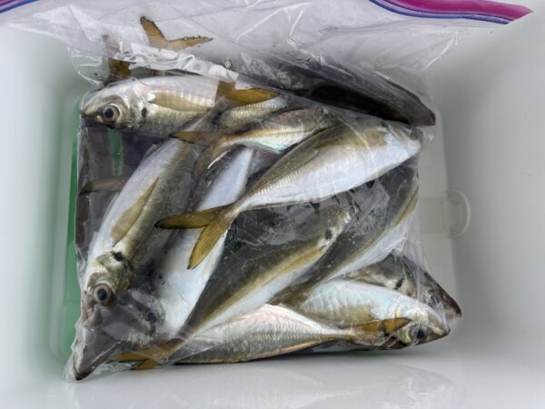 釣果写真