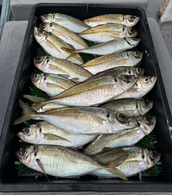 釣果写真