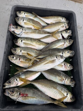 釣果写真