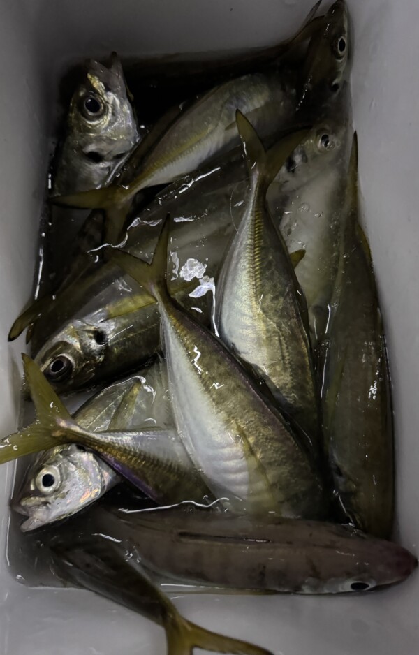 釣果写真