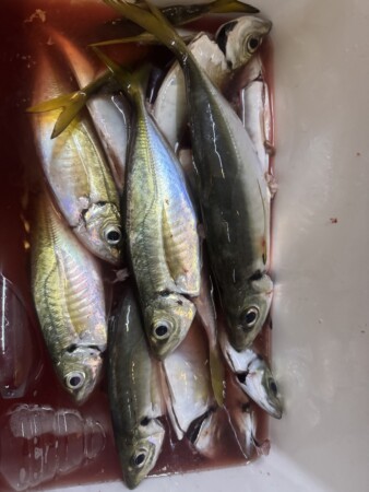 釣果写真