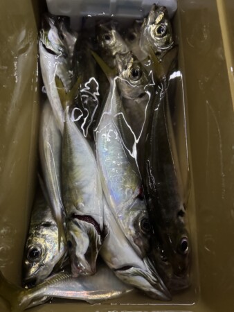 釣果写真