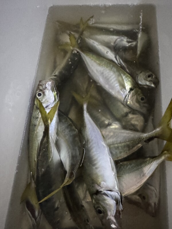 釣果写真