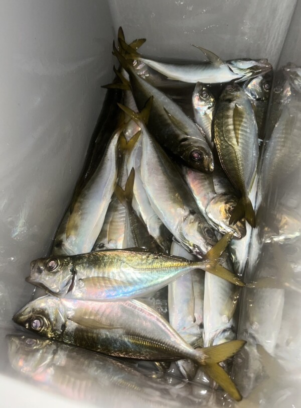 釣果写真