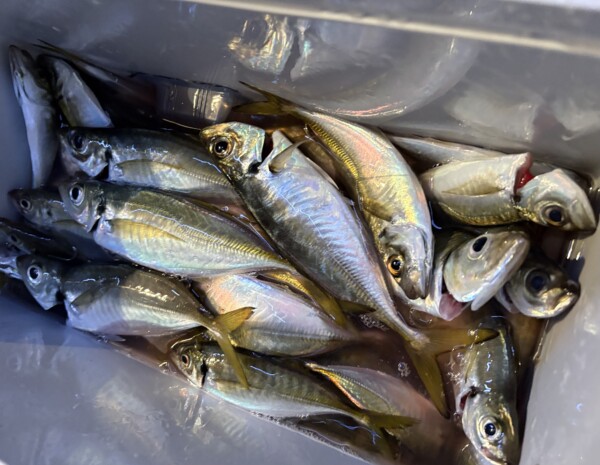 釣果写真