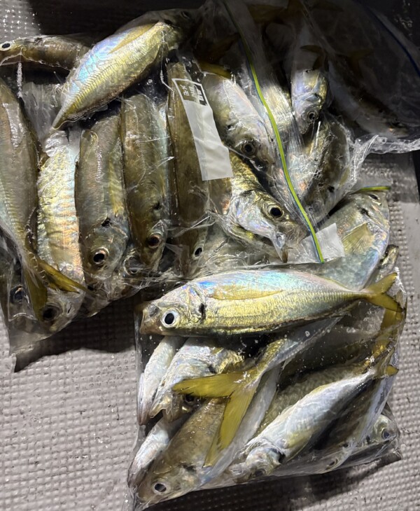 釣果写真