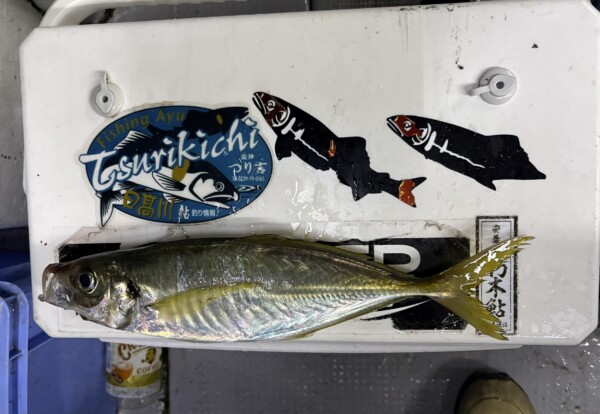 釣果写真