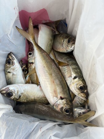 釣果写真