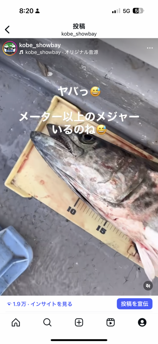 釣果写真