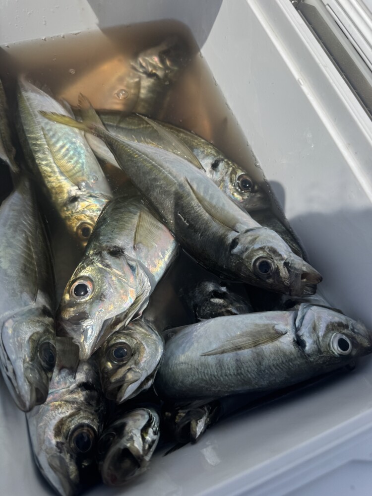 釣果写真