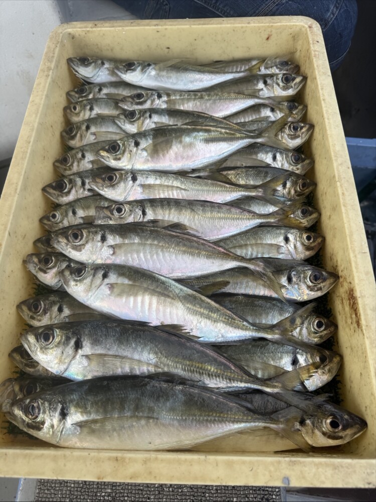 釣果写真