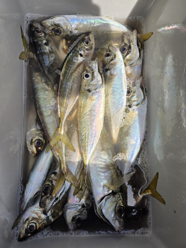 釣果写真