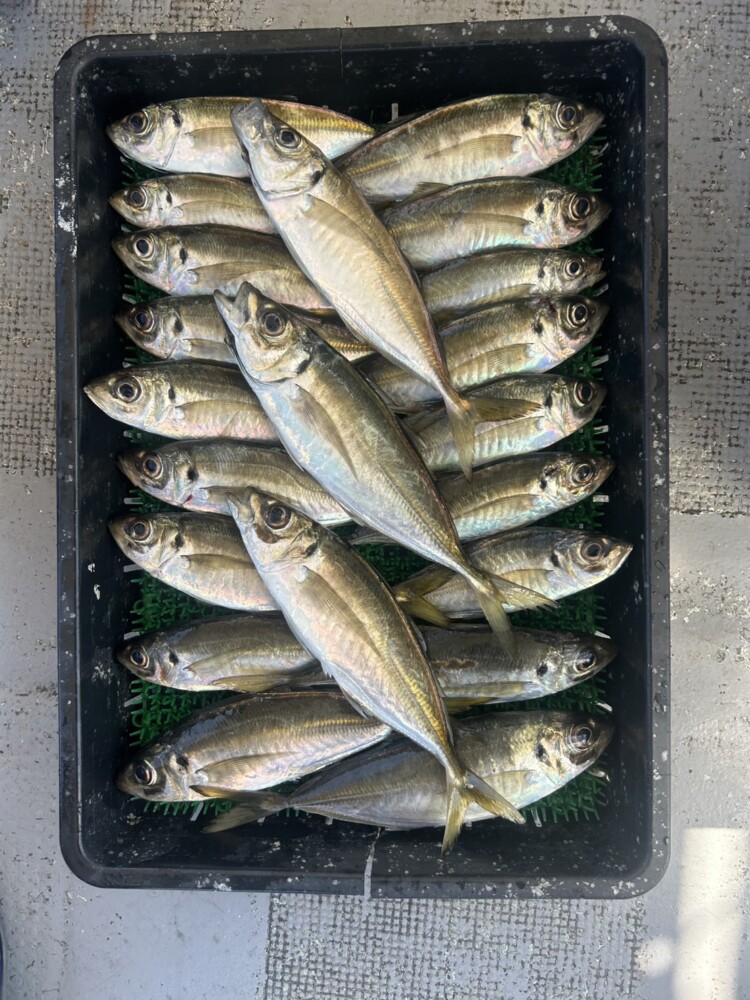釣果写真
