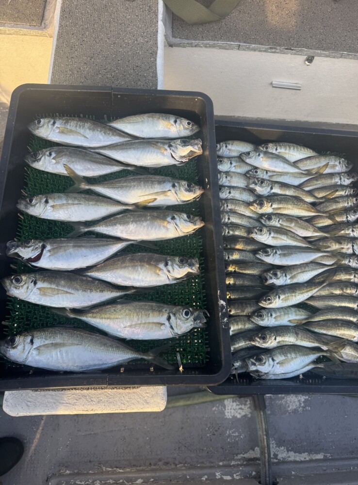 釣果写真
