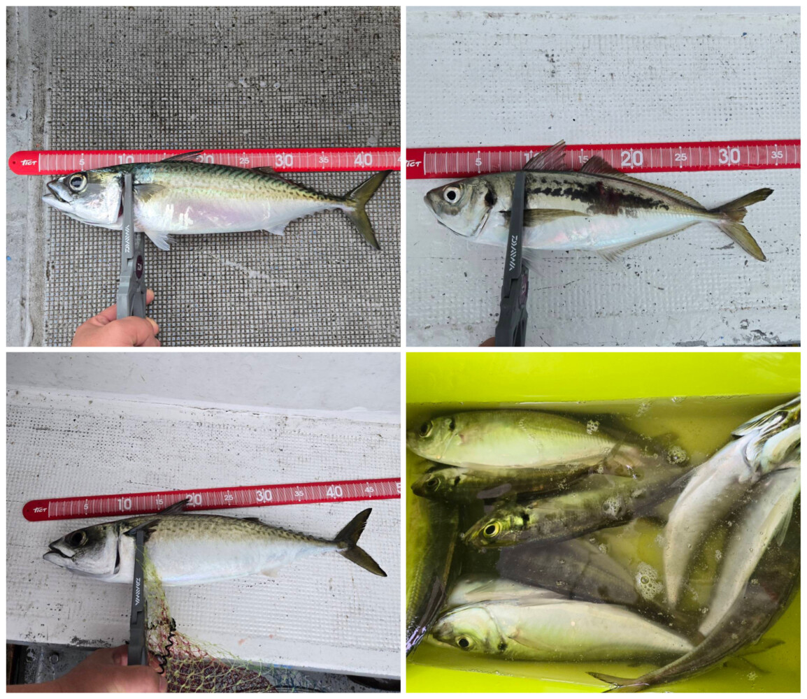 釣果写真