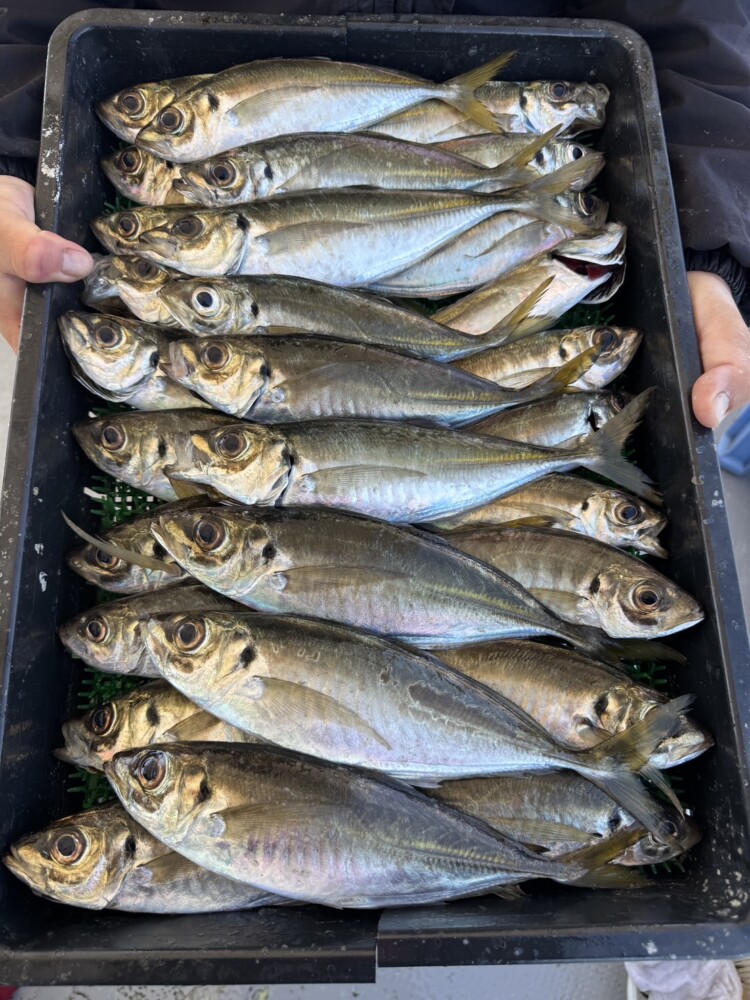 釣果写真