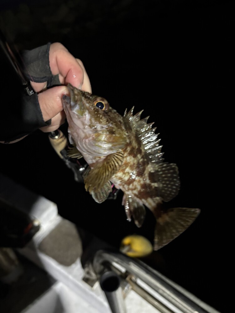 釣果写真