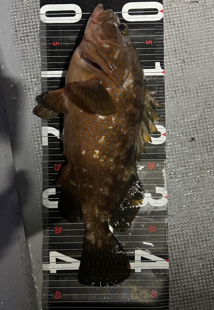 釣果写真