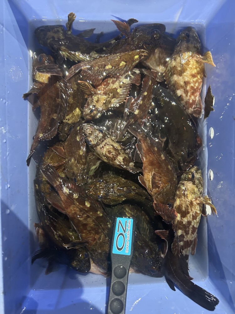 釣果写真