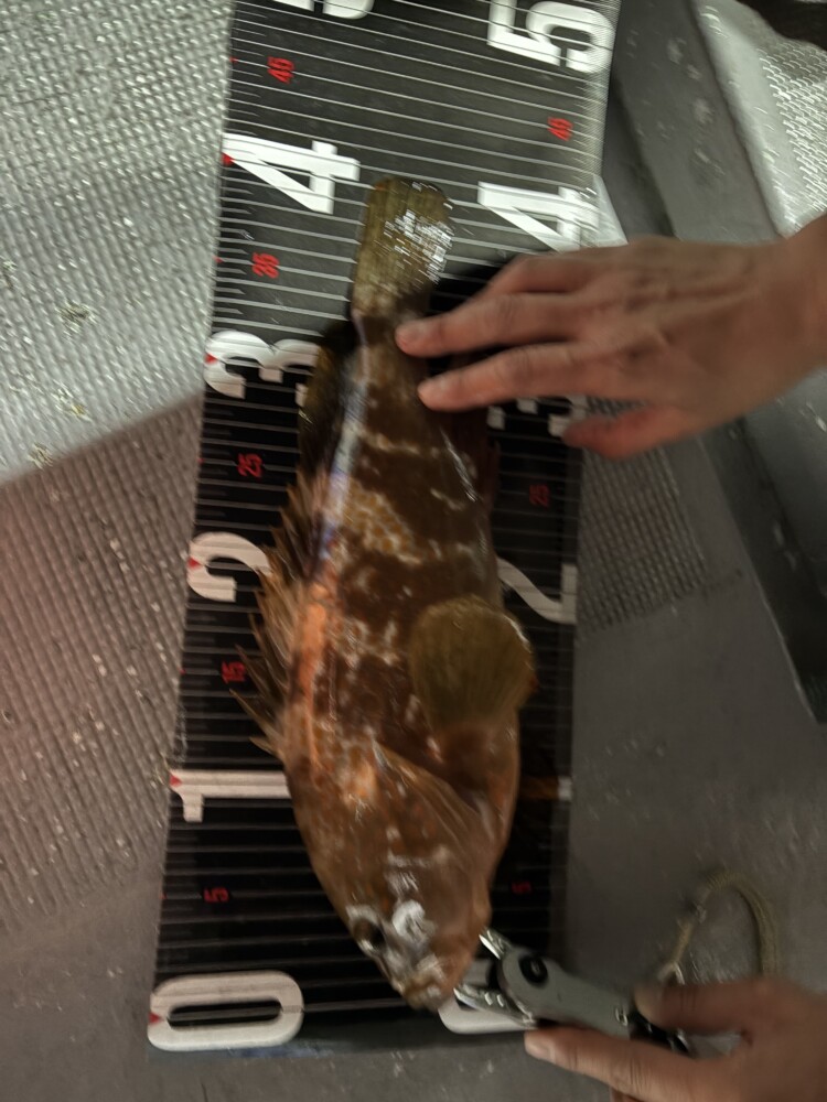釣果写真