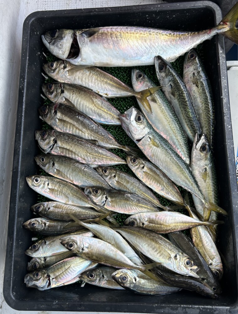 釣果写真