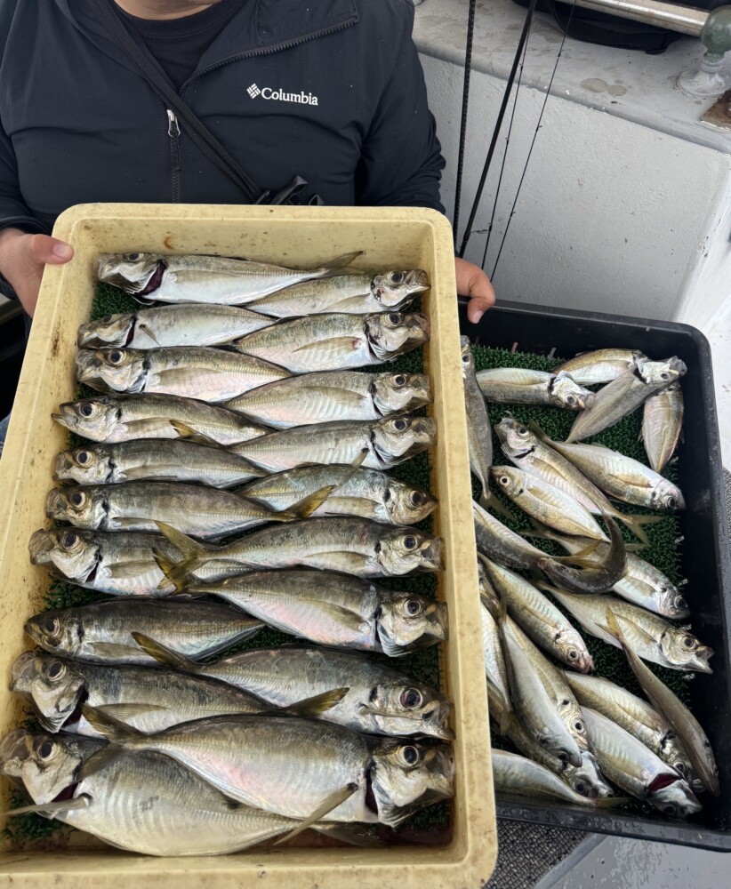 釣果写真